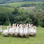 La Capanna Casa vacanze Montespertoli