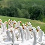 La Capanna * Montespertoli